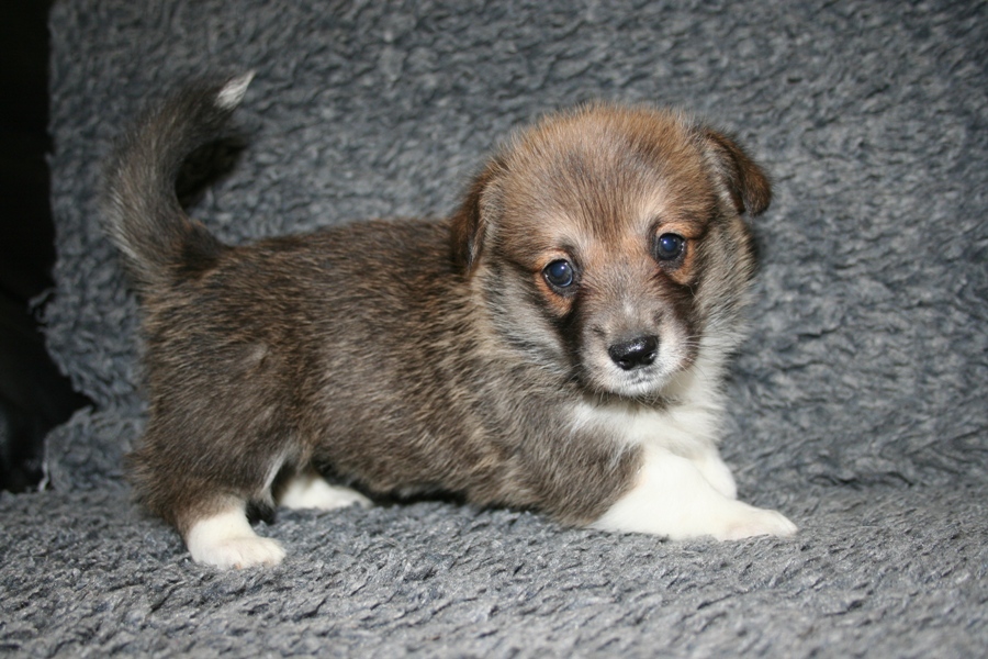 Puppies